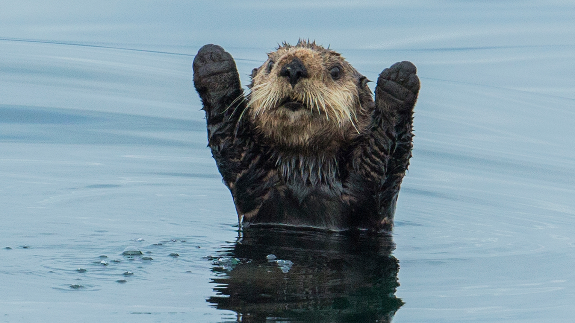 Celebratory otter